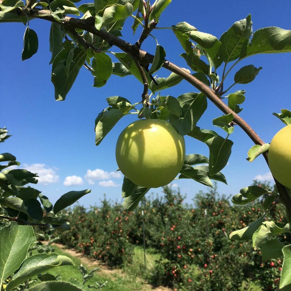 Home Brown's Orchard & Farm Markets