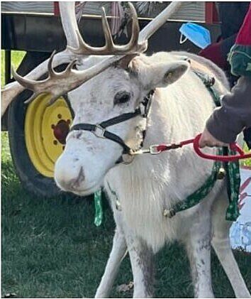 Photos with Santa & a Reindeer!