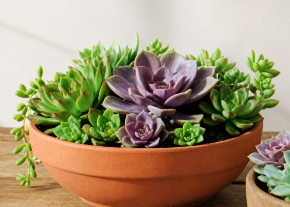 Sips & Succulents Social